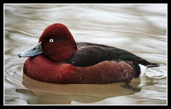 Among the ducks - Kostenloses image #487367